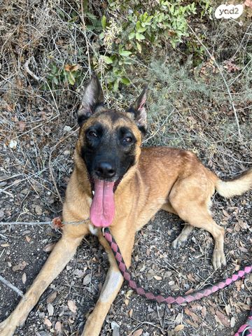 תמונת מודעה - חיות מחמד