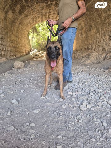 כלב רועה בלגי