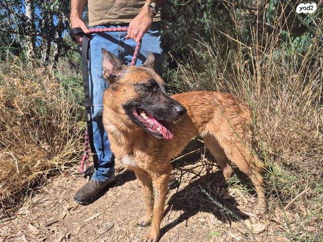 כלב רועה בלגי