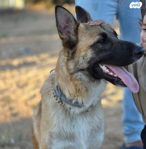 כלב רועה בלגי