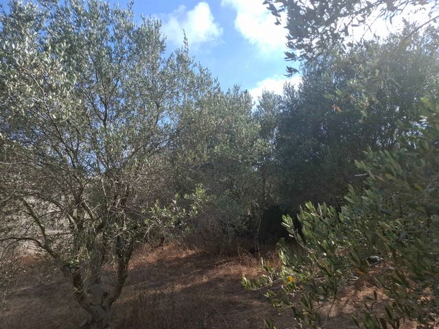 משק חקלאי/ נחלה