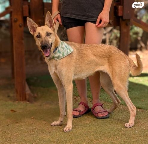 תמונת מודעה - חיות מחמד