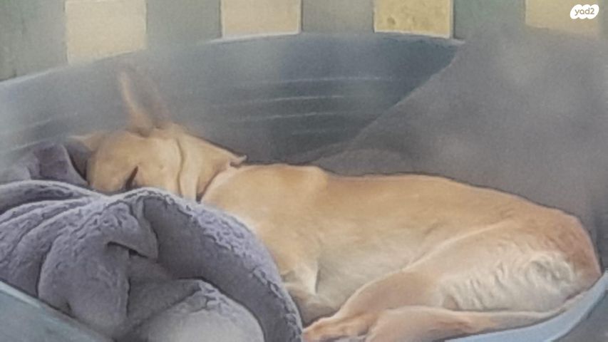 תמונת מודעה - חיות מחמד