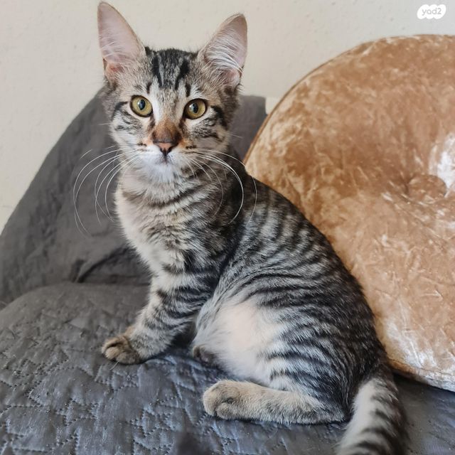 תמונת מודעה - חיות מחמד