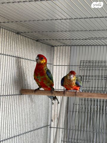 תמונת מודעה - חיות מחמד