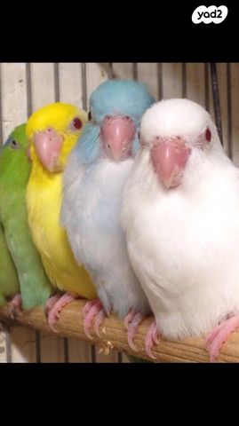 תמונת מודעה - חיות מחמד