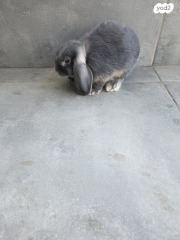 תמונת מודעה - חיות מחמד