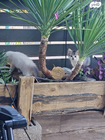 תמונת מודעה - חיות מחמד