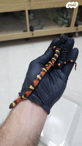 זוחל מילק סנייק