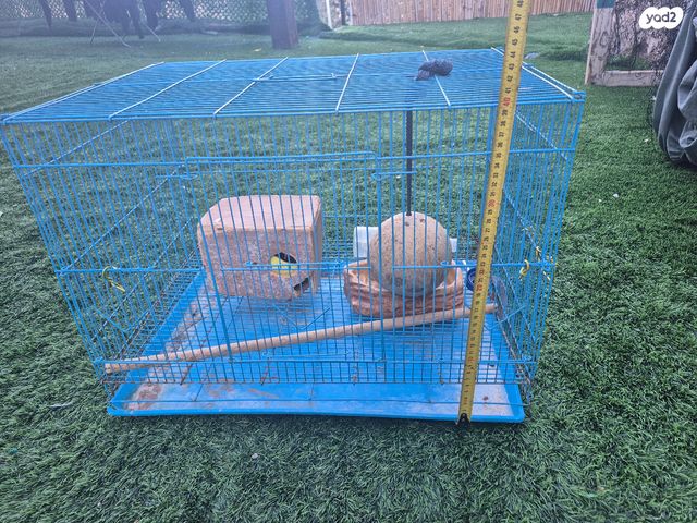 מכרסם גרביל