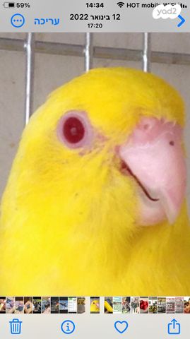 תוכי פסיפיק