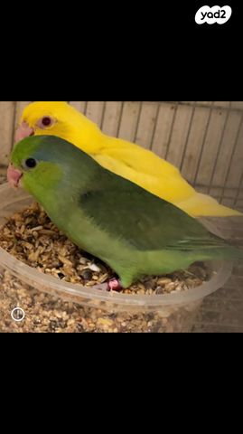 תוכי פסיפיק