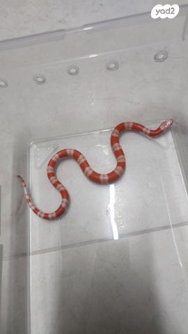 זוחל מילק סנייק