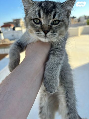 תמונת מודעה - חיות מחמד