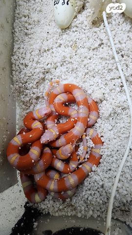 זוחל מילק סנייק