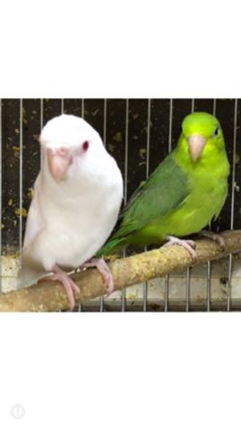 תוכי פסיפיק