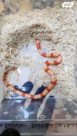 זוחל מילק סנייק