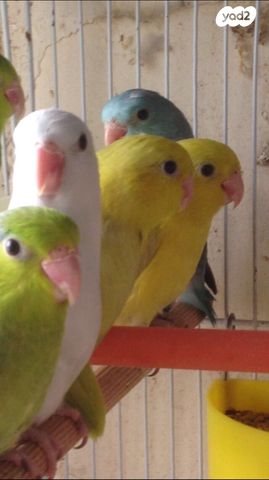 תוכי פסיפיק