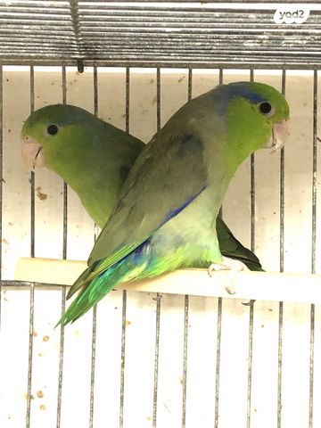 תוכי פסיפיק