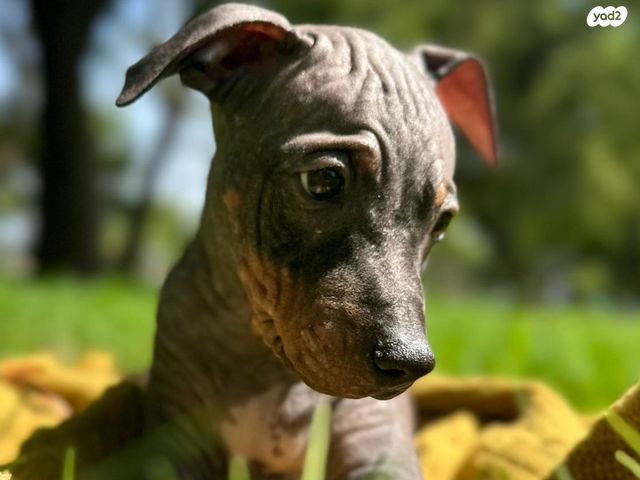 כלב טרייר אמריקאי קירח