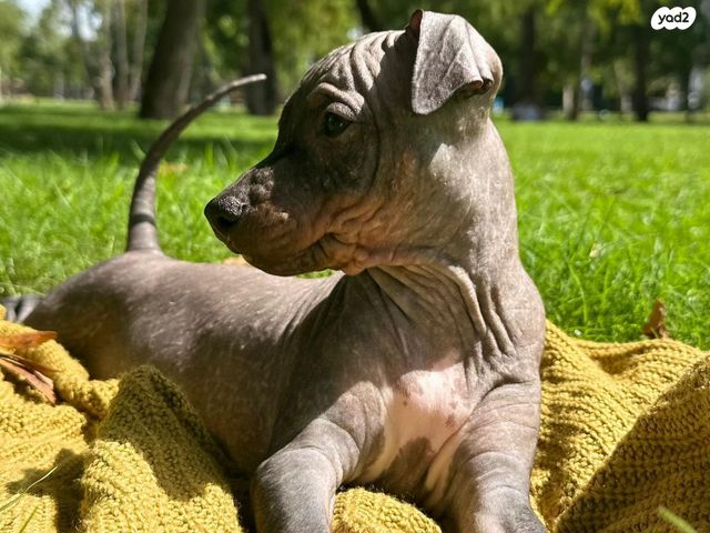 כלב טרייר אמריקאי קירח