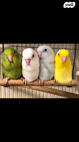 תוכי פסיפיק