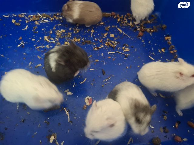 תמונת מודעה - חיות מחמד