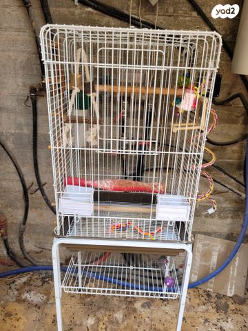 תמונת מודעה - חיות מחמד