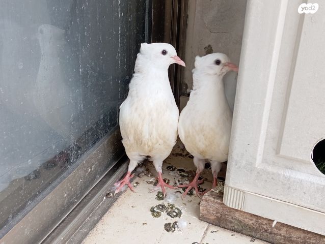 תמונת מודעה - חיות מחמד