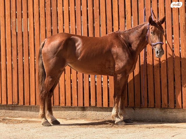 סוס סינגל פוט