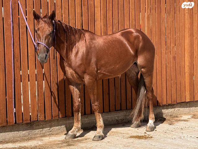 סוס סינגל פוט