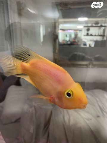 אביזרים | אקווריום