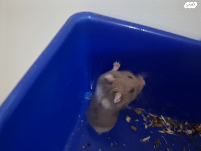 מכרסם אוגר סיבירי