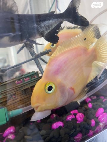 אביזרים | אקווריום