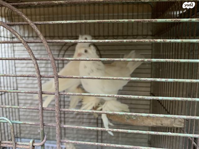 תמונת מודעה - חיות מחמד