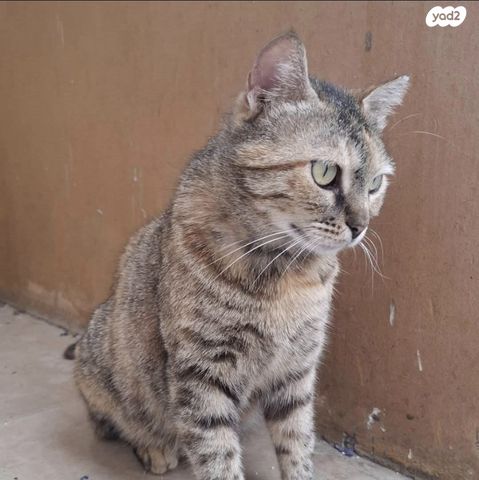 תמונת מודעה - חיות מחמד