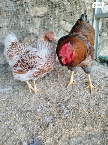 תמונת מודעה - חיות מחמד