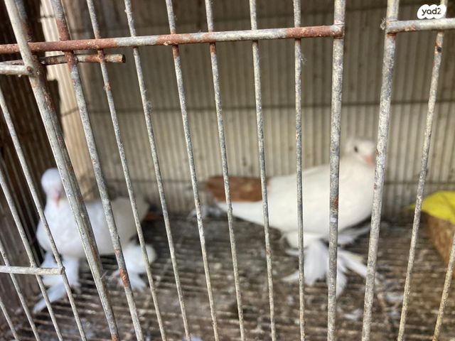 תמונת מודעה - חיות מחמד