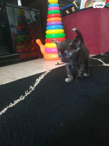 תמונת מודעה - חיות מחמד