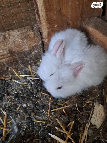 מכרסם ארנב ננסי