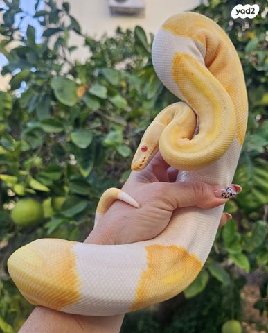 זוחל פיתון מתכדר