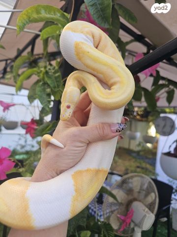 זוחל פיתון מתכדר