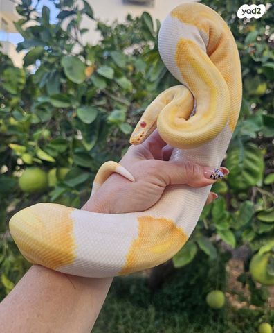 זוחל פיתון מתכדר