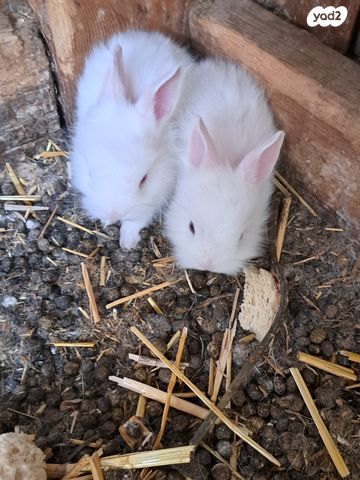 מכרסם ארנב ננסי