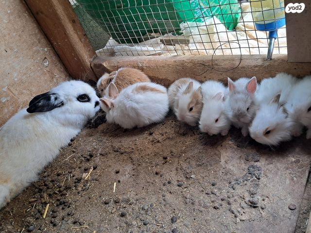 מכרסם ארנב ננסי