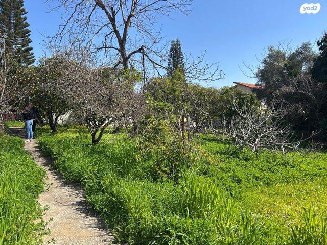 מגרשים, פרדס חנה כרכור