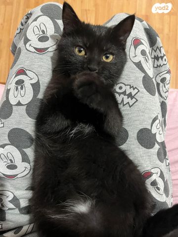 תמונת מודעה - חיות מחמד