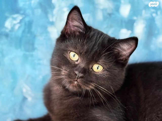 תמונת מודעה - חיות מחמד