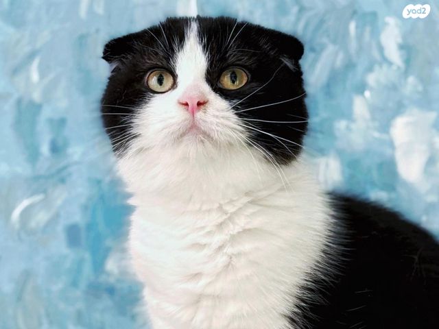 תמונת מודעה - חיות מחמד