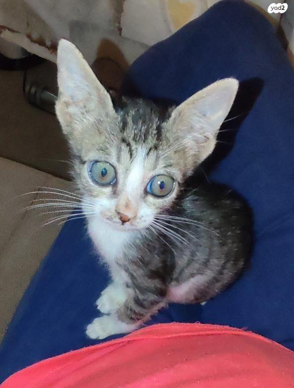 תמונת מודעה - חיות מחמד